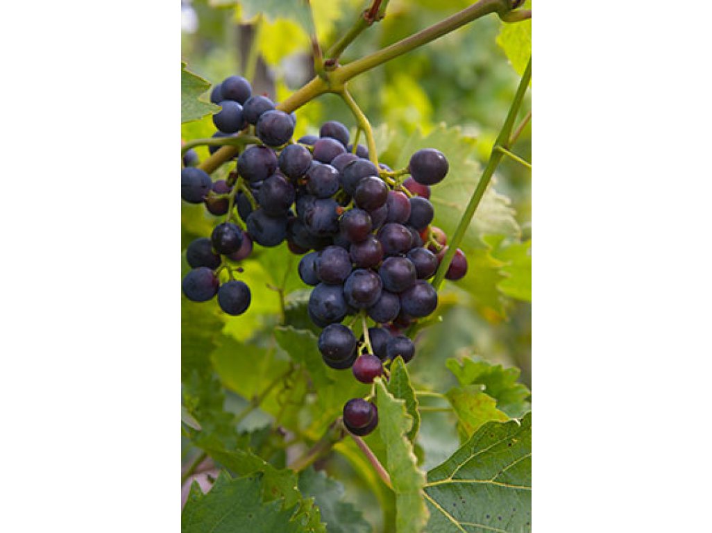 Vitis vinifera ´Muscat Bleu´ - vinná réva modrá odrůda