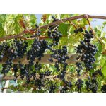 Vitis vinifera ´Muscat Bleu´ - vinná réva modrá odrůda