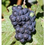 Vitis vinifera ´Muscat Bleu´ - vinná réva modrá odrůda