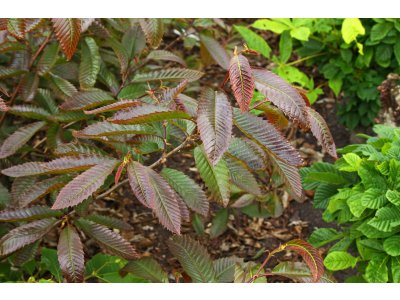 Castanea sativa ´Anny´s Summer Red´ - kaštanovník setý