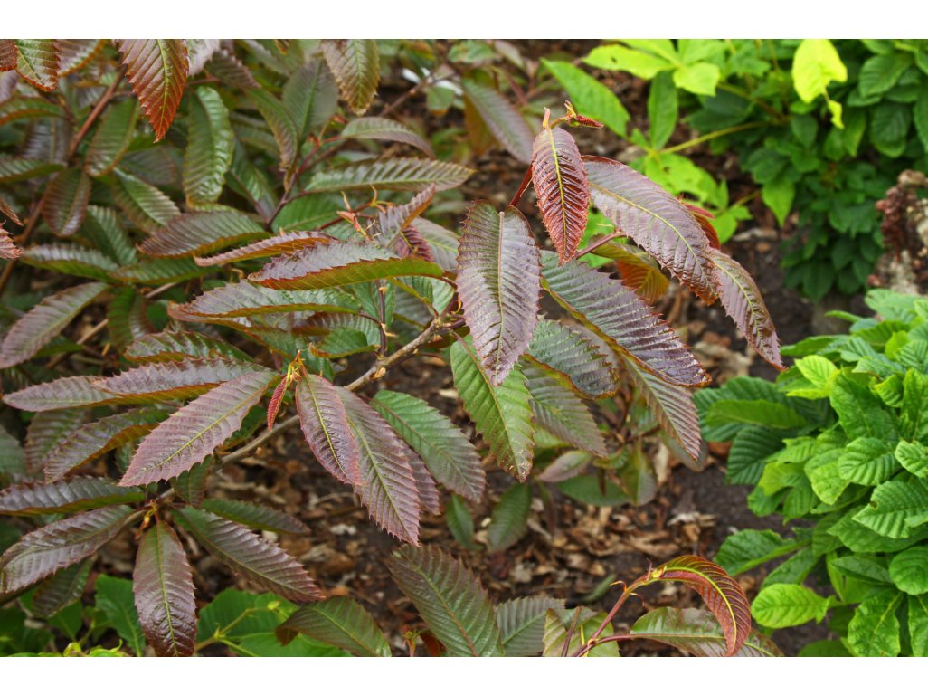 Castanea sativa ´Anny´s Summer Red´ - kaštanovník setý