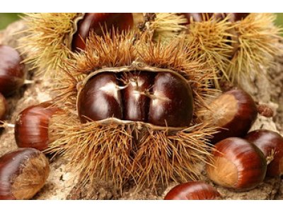 Castanea sativa ´Bouche de Betizac´ - samosprašná odrůda