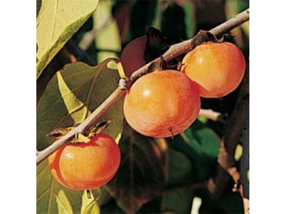 Diospyros virginiana ´K6´ - hardy persimmon